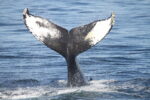 Whale tales and climate change
